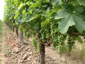 Juin - Juillet dans les vignes