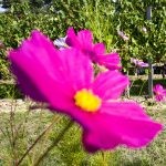 La Biodynamie, une régulation naturelle de la vigne